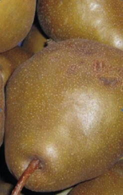 Uta Pyrus Communis `Uta´ -Deutschland Gartenbedarf Verkäufe 2024 Birne UTA