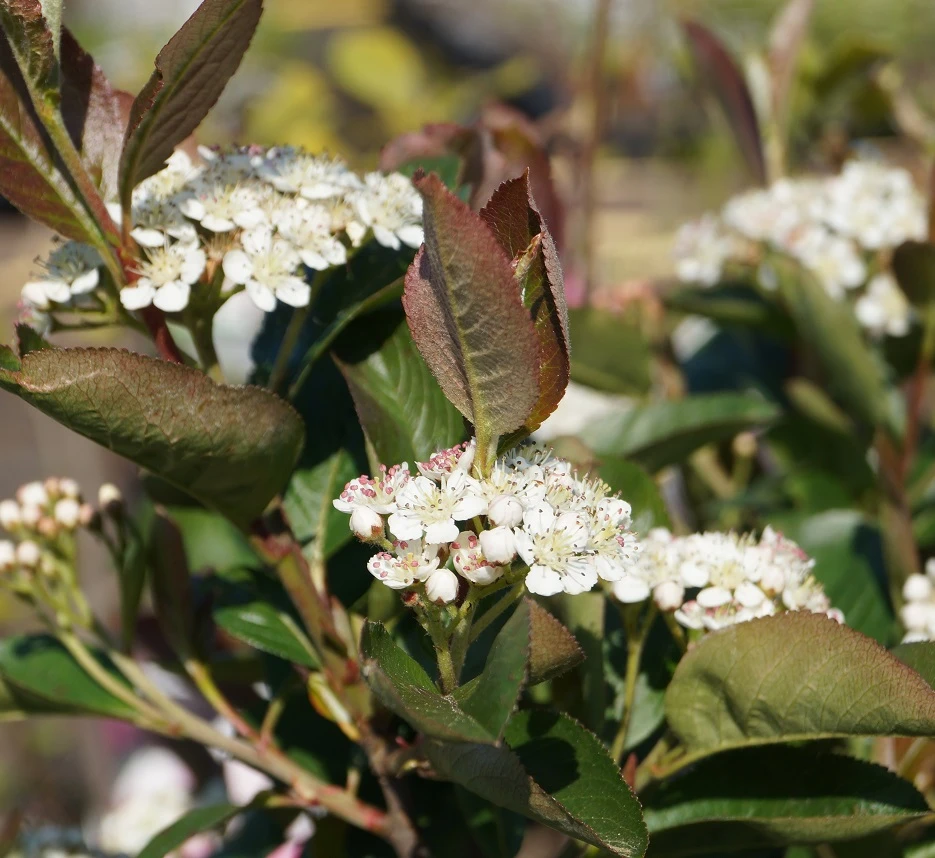 Aronia Aron - Großfrüchtige Apfelbeere Aronia Melanocarpa `Aron´ 2 Aronia Aron - Großfrüchtige Apfelbeere Aronia Melanocarpa `Aron´ – Bild 2