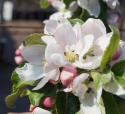 Holsteiner Cox Malus Domestica -Deutschland Gartenbedarf Verkäufe 2024 Bl te Holst Cox