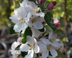 Säulenapfel `James Grieve Super Compact ®´ Malus Domestica `James Grieve Super Compact´ 5 Säulenapfel `James Grieve Super Compact ®´ Malus Domestica `James Grieve Super Compact´ -Deutschland Gartenbedarf Verkäufe 2024 Bl te James Grieve Super Compact