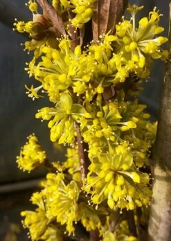 Deutschland Gartenbedarf Verkäufe 2024 -Deutschland Gartenbedarf Verkäufe 2024 Bl te Jolico kornelkirsche