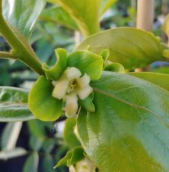 Kaki `Fuyu´ Diospyrus Kaki `Fuyu´ -Deutschland Gartenbedarf Verkäufe 2024 Bl te Kaki Fuyu