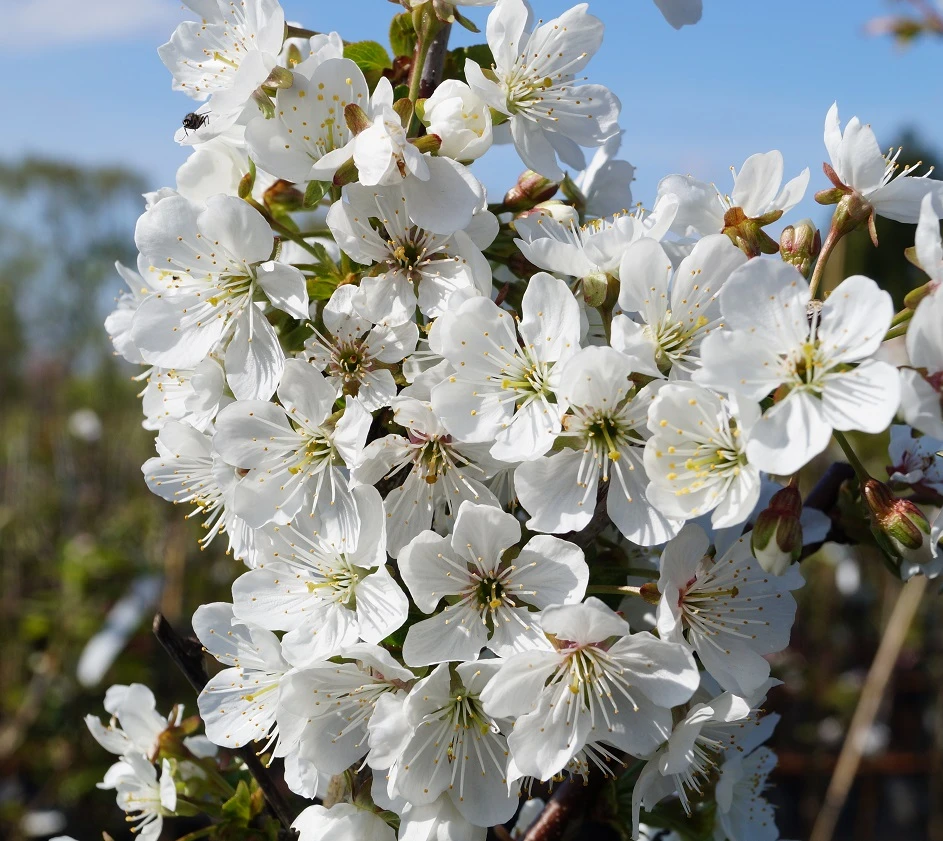 Morellenfeuer Prunus Cerasus `Morellenfeuer´ 2 Morellenfeuer Prunus Cerasus `Morellenfeuer´ – Bild 2