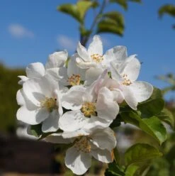 Zierapfel `Red Sentinel´ Malus `Red Sentinel´ 5 Zierapfel `Red Sentinel´ Malus `Red Sentinel´ -Deutschland Gartenbedarf Verkäufe 2024 Bl te Red Sentinel