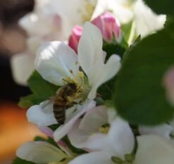 Säulenapfel `Rondo´ Malus Domestica `Rondo´ 10 Säulenapfel `Rondo´ Malus Domestica `Rondo´ -Deutschland Gartenbedarf Verkäufe 2024 Bl te Rondo mit Biene