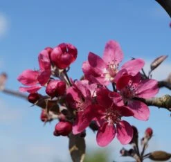 Rotfleischiger Apfel Malus Domestica -Deutschland Gartenbedarf Verkäufe 2024 Bl te Rotfleischiger Apfel