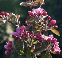 Baya® Marisa - Rotfleischig Malus Domestica 5 Baya® Marisa - Rotfleischig Malus Domestica -Deutschland Gartenbedarf Verkäufe 2024 Bl te Rotfleischiger S ulenapfel 2