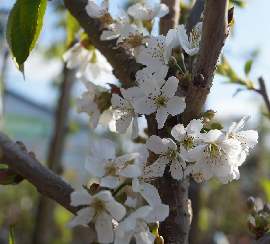 Sunburst-selbstfruchtbar Prunus Avium `Sunburst´ 2 Sunburst-selbstfruchtbar Prunus Avium `Sunburst´ – Bild 2