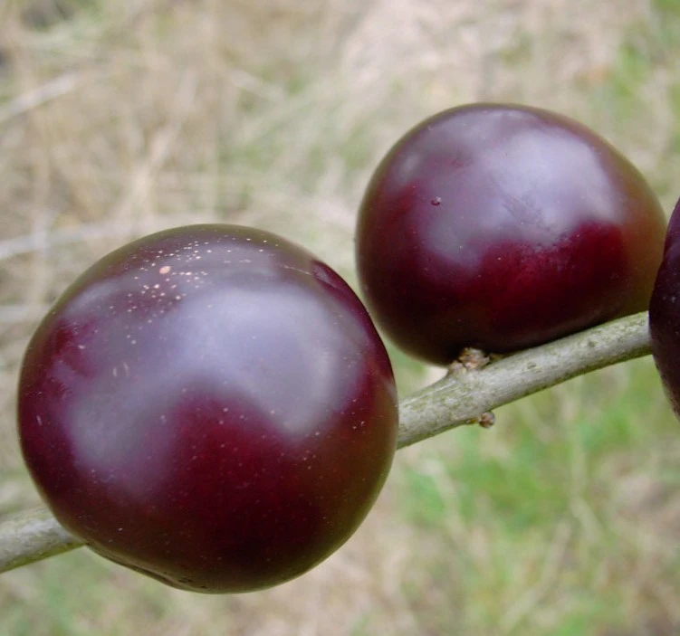 Black Amber Japanische Pflaume Prunus Salicina `Black Amber´ 1 Black Amber Japanische Pflaume Prunus Salicina `Black Amber´