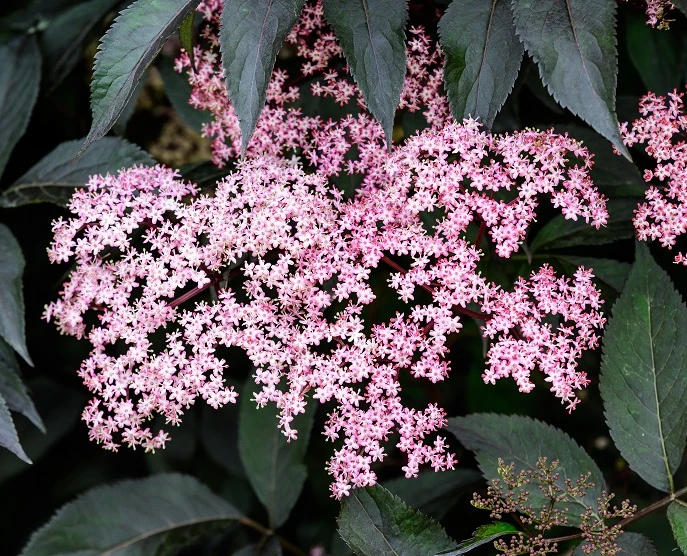 Rotblättriger Holunder `Black Beauty´ Sambucus Nigra `Black Beauty´ 1 Rotblättriger Holunder `Black Beauty´ Sambucus Nigra `Black Beauty´