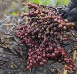 Holunder Black Lace ® Sambucus Nigra `Black Lace´ -Deutschland Gartenbedarf Verkäufe 2024 Black Lace Furcht