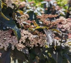 Holunder-Säule Black Tower (R) Sambucus Nigra `Black Tower´ -Deutschland Gartenbedarf Verkäufe 2024 Black Tower1