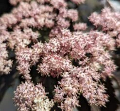 Holunder-Säule Black Tower (R) Sambucus Nigra `Black Tower´ -Deutschland Gartenbedarf Verkäufe 2024 Black tower2