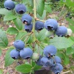 Deutschland Gartenbedarf Verkäufe 2024 27 Heidelbeere `Ama´ Vaccinum Corymbosum `Ama´