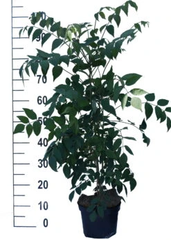 Blauschote / Blaugurkenbaum Decaisnea Fargesii 6 Blauschote / Blaugurkenbaum Decaisnea Fargesii -Deutschland Gartenbedarf Verkäufe 2024 Blauschote Decaisnea weiss