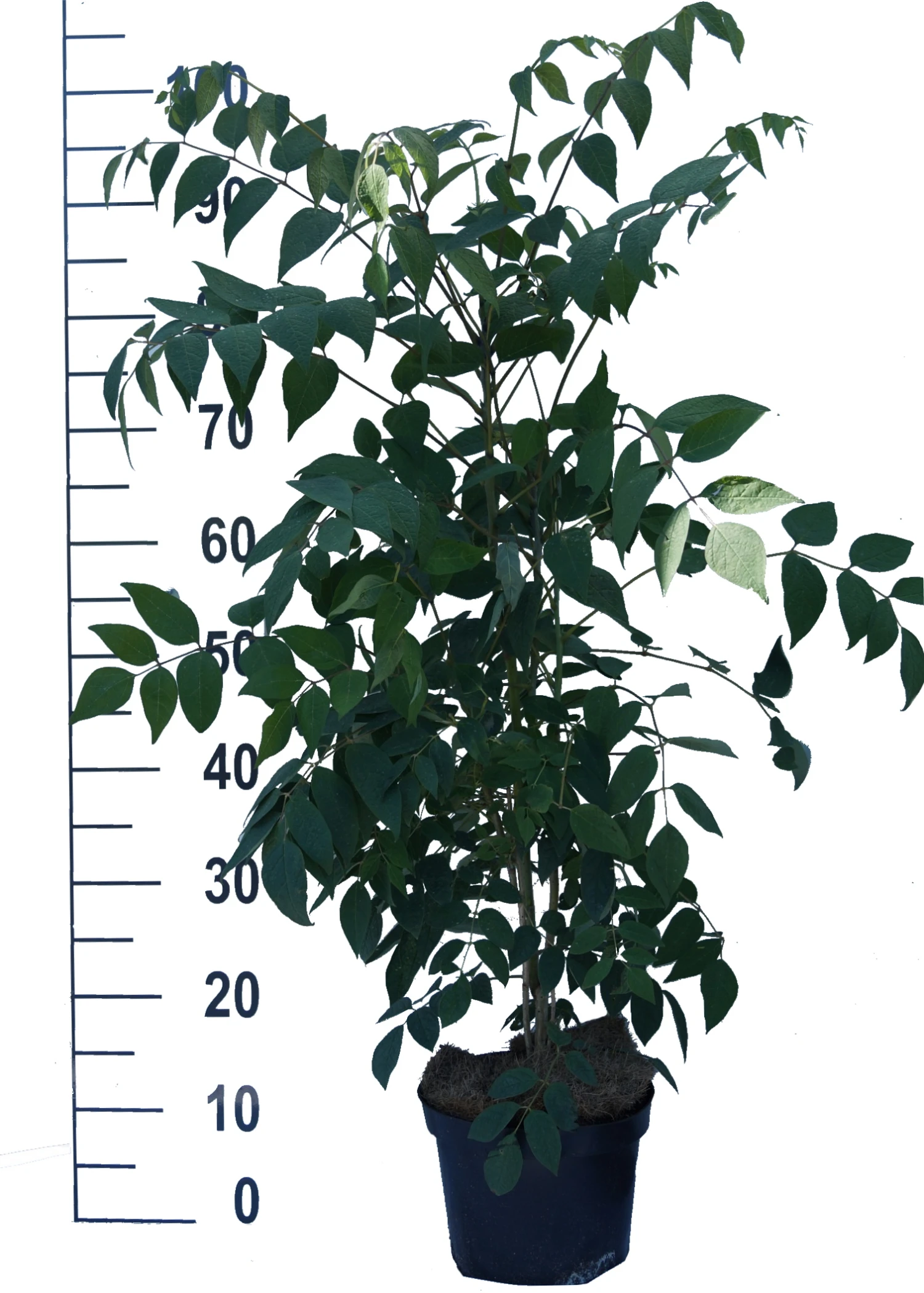 Blauschote / Blaugurkenbaum Decaisnea Fargesii 3 Blauschote / Blaugurkenbaum Decaisnea Fargesii – Bild 3