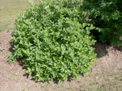 Sibirische Blaubeere "Blue Velvet" Lonicera Kamtschatica `Blue Velvet´ -Deutschland Gartenbedarf Verkäufe 2024 Blue Velvet Kordes Jungpflanzen