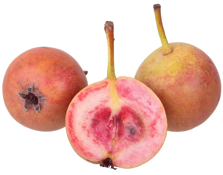 Sommer-Blut-Birne Pyrus Communis 1 Sommer-Blut-Birne Pyrus Communis