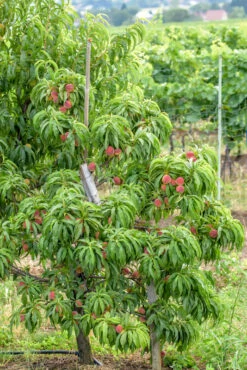 Zwergpfirsich `Bonanza´ Prunus Persica -Deutschland Gartenbedarf Verkäufe 2024 Bonanza