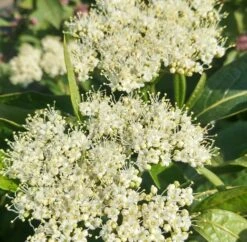 Amerikanischer Schneeball `Brandywine´ Viburnum Nudum `Brandywine´ 9 Amerikanischer Schneeball `Brandywine´ Viburnum Nudum `Brandywine´ -Deutschland Gartenbedarf Verkäufe 2024 Brandywine bl te