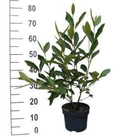 Amerikanischer Schneeball `Brandywine´ Viburnum Nudum `Brandywine´ 10 Amerikanischer Schneeball `Brandywine´ Viburnum Nudum `Brandywine´ -Deutschland Gartenbedarf Verkäufe 2024 Brandywine weiss