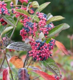 Deutschland Gartenbedarf Verkäufe 2024 52 Amerikanischer Schneeball `Brandywine´ Viburnum Nudum `Brandywine´