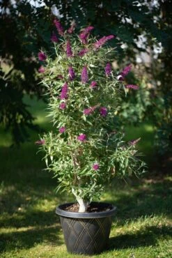 Säulen-Sommerflieder `Butterfly Tower´ Buddleja Davidii `Butterfly Tower´ -Deutschland Gartenbedarf Verkäufe 2024 Butterfly Tower Kordes Jungpflanzen2