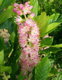 Zimterle - Clethra Clethra Alnifolia 6 Zimterle - Clethra Clethra Alnifolia -Deutschland Gartenbedarf Verkäufe 2024 CLethra 1