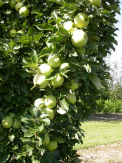 Zwergapfel `Cactus´ Malus Domestica `Cactus´ 7 Zwergapfel `Cactus´ Malus Domestica `Cactus´ -Deutschland Gartenbedarf Verkäufe 2024 Cactus 1