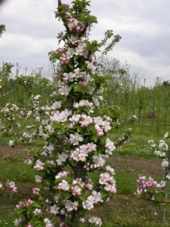 Zwergapfel `Cactus´ Malus Domestica `Cactus´ 6 Zwergapfel `Cactus´ Malus Domestica `Cactus´ -Deutschland Gartenbedarf Verkäufe 2024 Cactus2
