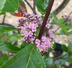 Schönfrucht, Liebesperlenstrauch Callicarpa Bodinieri `Profusion´ -Deutschland Gartenbedarf Verkäufe 2024 Callicarpa Sch nfrucht Bl te