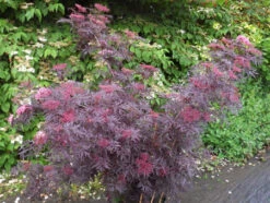 Holunder `Cherry Lace´ Sambucus Nigra `Cherry Lace´ -Deutschland Gartenbedarf Verkäufe 2024 Cherry LAce3