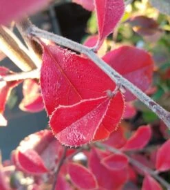 Chinesische Quitte / Holzquitte Pseudocydonia Sinensis -Deutschland Gartenbedarf Verkäufe 2024 Chinesische Quitte Holzquitte Pseudocydonia