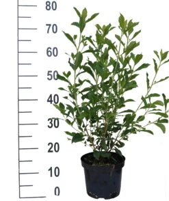 Zimterle - Clethra Clethra Alnifolia 7 Zimterle - Clethra Clethra Alnifolia -Deutschland Gartenbedarf Verkäufe 2024 Clethra Ruby Spice