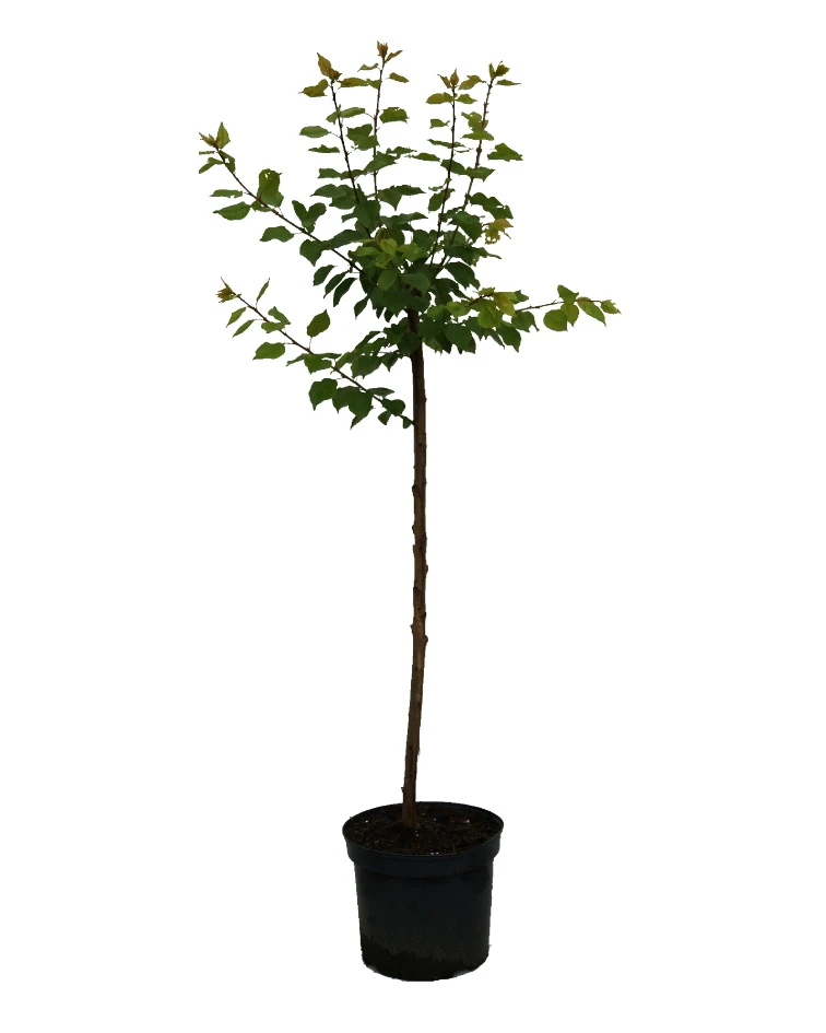 Aprikose `Colorado´ Prunus Armeniaca `Colorado´ 2 Aprikose `Colorado´ Prunus Armeniaca `Colorado´ – Bild 2