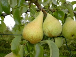 Condo Pyrus Communis `Condo´ 5 Condo Pyrus Communis `Condo´ -Deutschland Gartenbedarf Verkäufe 2024 Condo 3