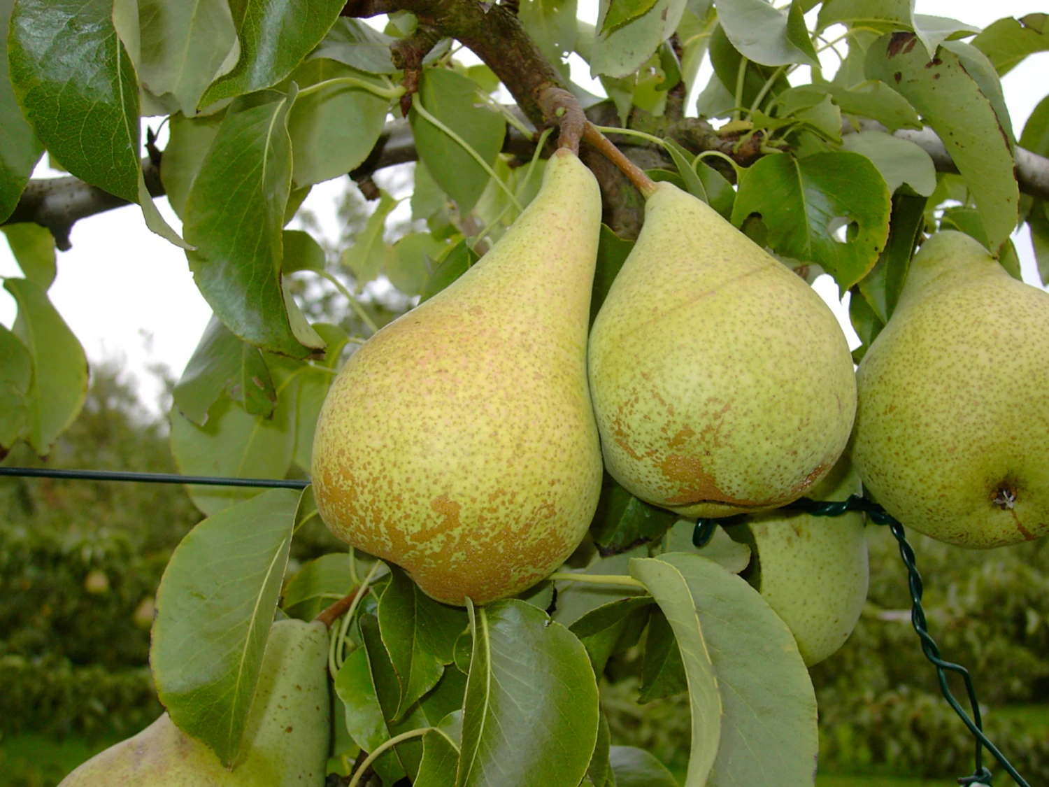 Condo Pyrus Communis `Condo´ 3 Condo Pyrus Communis `Condo´ – Bild 3