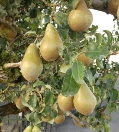 Conference Pyrus Communis `Conference -Deutschland Gartenbedarf Verkäufe 2024 Conference Birne