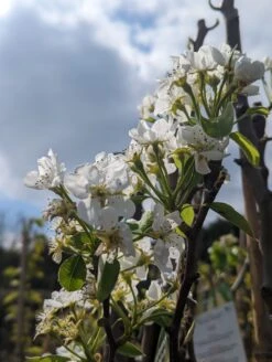 Conference Pyrus Communis `Conference -Deutschland Gartenbedarf Verkäufe 2024 Conference Bl te