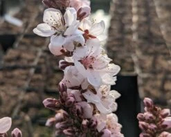 Zwergpfirsich `Crimson Bonfire´ Prunus Persica `Crimson Bonfire´ -Deutschland Gartenbedarf Verkäufe 2024 Crimson Bonfire