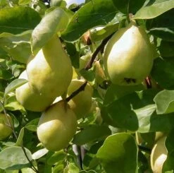 Cydora Robusta Cydonia Oblonga `Cydora Robusta´