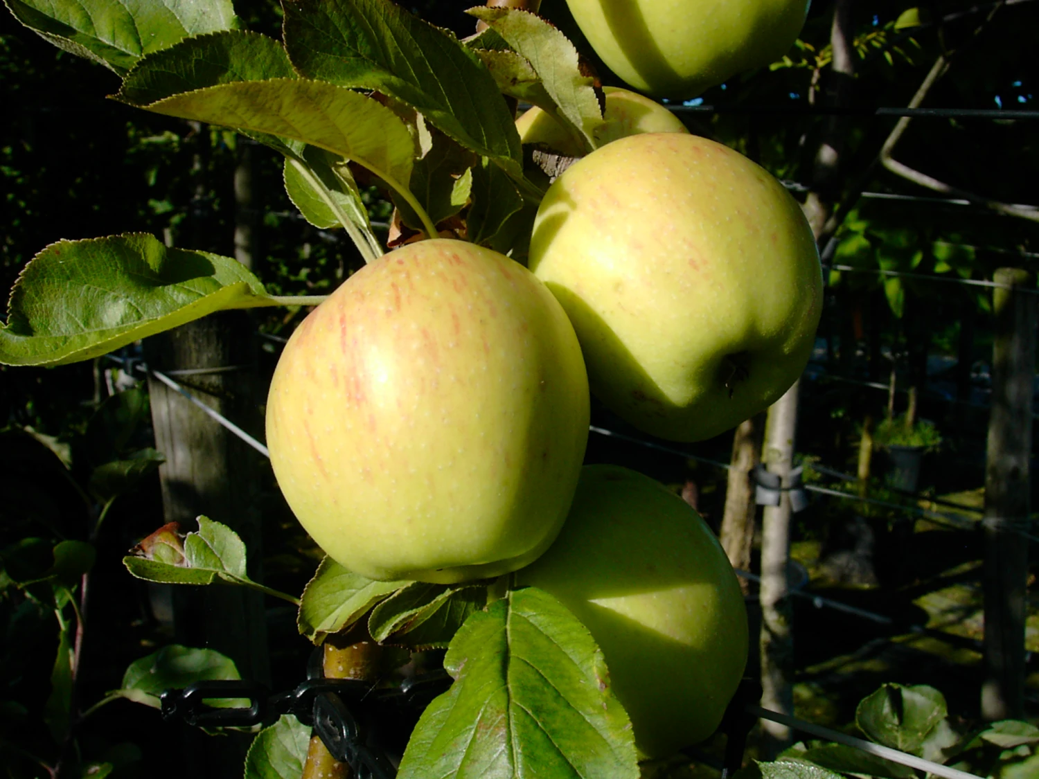 Dülmener Rosenapfel Malus Domestica 2 Dülmener Rosenapfel Malus Domestica – Bild 2