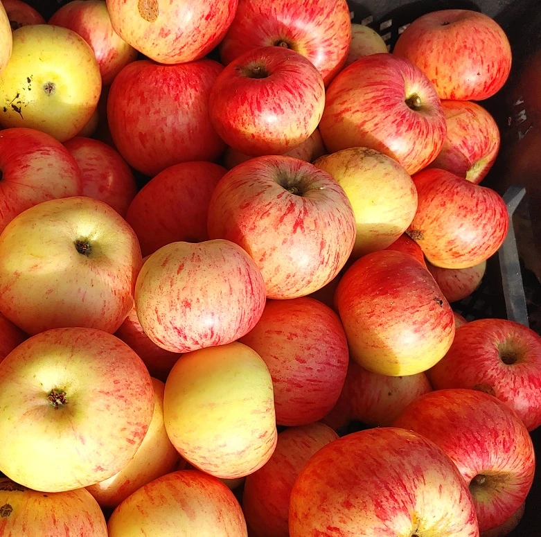 Dülmener Rosenapfel Malus Domestica 1 Dülmener Rosenapfel Malus Domestica