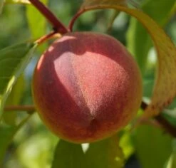 Pfirsich Red Haven Prunus Persica `Red Haven´ 13 Pfirsich Red Haven Prunus Persica `Red Haven´ -Deutschland Gartenbedarf Verkäufe 2024 DSC01689