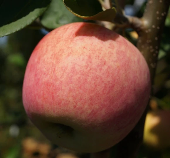 Piros ® Malus Domestica `Piros®´ 1 Piros ® Malus Domestica `Piros®´