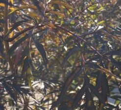 Holunder Black Lace ® Sambucus Nigra `Black Lace´ -Deutschland Gartenbedarf Verkäufe 2024 DSC01980