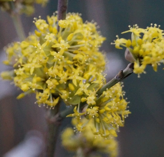 Großfrüchtige Kornelkirsche `Schönbrunner Gourmet Dirndl´ Cornus Mas `Schönbrunner Gourmetdirndl´ 4 Großfrüchtige Kornelkirsche `Schönbrunner Gourmet Dirndl´ Cornus Mas `Schönbrunner Gourmetdirndl´ – Bild 4