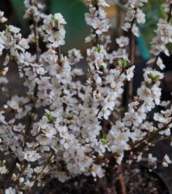 Nankingkirsche `Orient´ Prunus Tomentosa Orient 7 Nankingkirsche `Orient´ Prunus Tomentosa Orient -Deutschland Gartenbedarf Verkäufe 2024 DSC02034