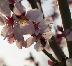 Dürkheimer Krachmandel Prunus Dulcis `Dürkheimer Krachmandel´ -Deutschland Gartenbedarf Verkäufe 2024 DSC02038