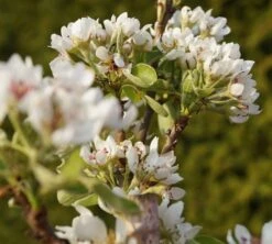 Säulenbirne `Condo´ Pyrus Communis `Condo´ -Deutschland Gartenbedarf Verkäufe 2024 DSC02068